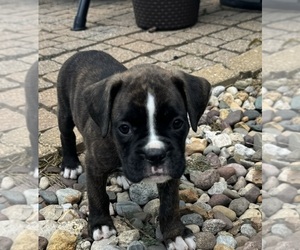 Boxer Puppy for sale in NEW LONDON, IA, USA