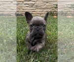 Small Photo #34 French Bulldog Puppy For Sale in SUSSEX, WI, USA