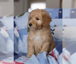 Small Photo #7 Goldendoodle Puppy For Sale in MILWAUKEE, WI, USA