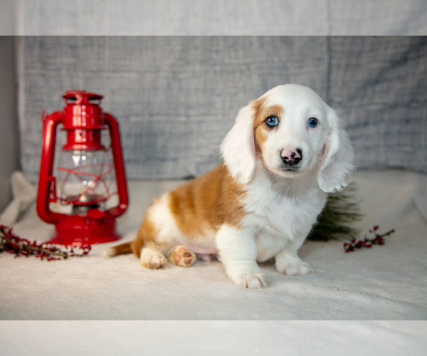 Medium Photo #11 Dachshund Puppy For Sale in GOSHEN, IN, USA