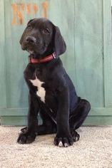 Great Dane Puppy for sale in MC ALISTERVILLE, PA, USA
