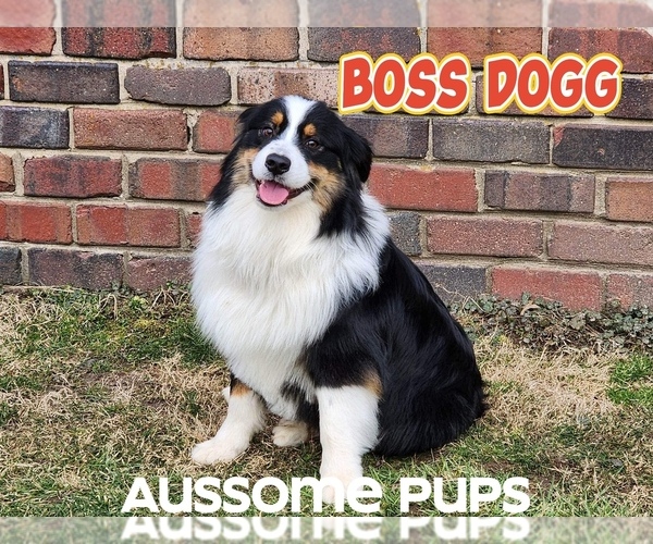 Medium Photo #1 Australian Shepherd Puppy For Sale in LAKEVILLE, IN, USA