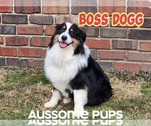 Australian Shepherd Puppy for sale in LAKEVILLE, IN, USA