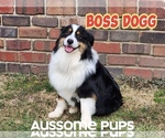 Image preview for Ad Listing. Nickname: Boss Dogg