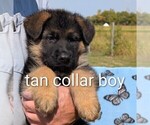 Small #4 German Shepherd Dog