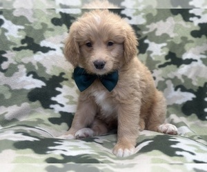 Goldendoodle Puppy for sale in LAKELAND, FL, USA