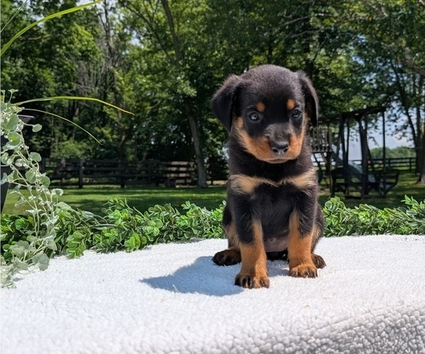 Medium Photo #7 Rottweiler Puppy For Sale in GOSHEN, IN, USA