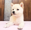 Small Photo #17 Shiba Inu Puppy For Sale in SAN FRANCISCO, CA, USA
