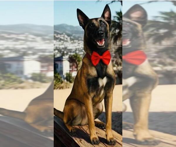 Medium Photo #7 Mutt Puppy For Sale in Santa Barbara, CA, USA