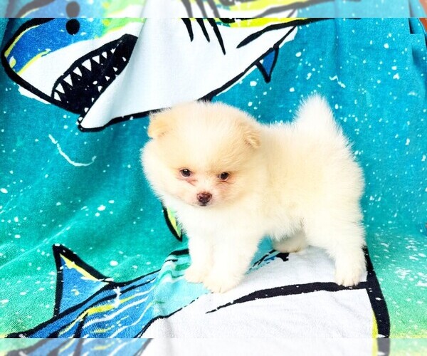 Medium Photo #1 Pomeranian Puppy For Sale in DAWSONVILLE, GA, USA