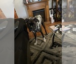 Small Photo #1 American Bully-Boxer Mix Puppy For Sale in HAMMOND, IN, USA