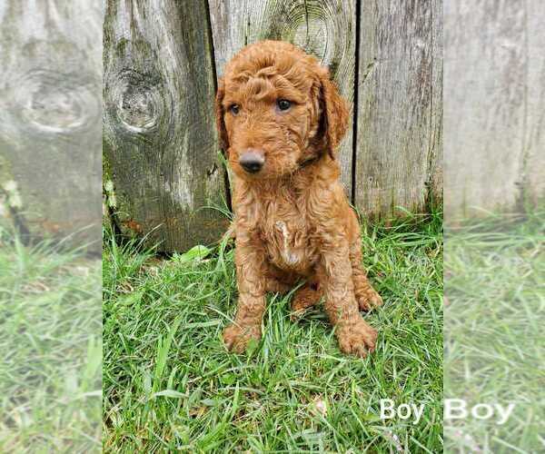 Medium Photo #1 Goldendoodle-Poodle (Standard) Mix Puppy For Sale in EPHRATA, PA, USA