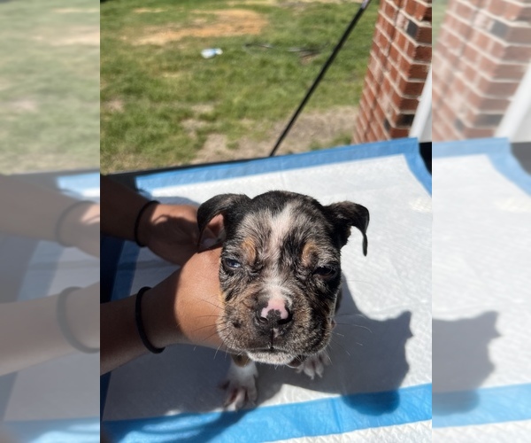 Medium Photo #1 American Bully Puppy For Sale in FAYETTEVILLE, NC, USA