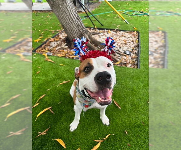 Medium Photo #1 American Pit Bull Terrier Puppy For Sale in Miami, FL, USA