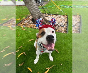 American Pit Bull Terrier Dogs for adoption in Miami, FL, USA