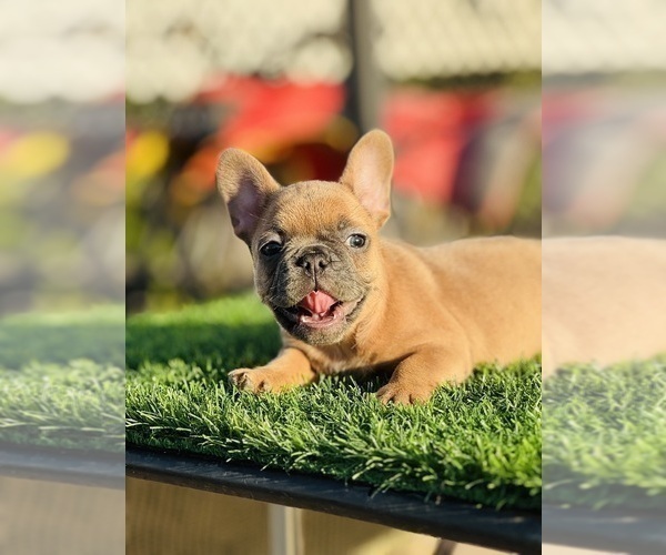 Medium Photo #21 French Bulldog Puppy For Sale in PORTLAND, OR, USA
