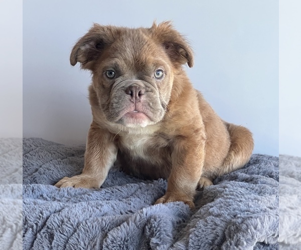 Medium Photo #1 Bulldog Puppy For Sale in LANCASTER, CA, USA