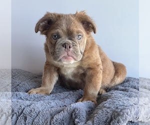 Bulldog Puppy for sale in LANCASTER, CA, USA