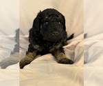 Cordell - Female Bernedoodle (Miniature) Puppy for Sale - Photo #2