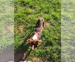 Small #1 American Pit Bull Terrier Mix