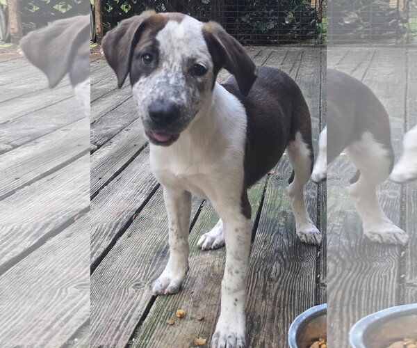 Medium Photo #2 Catahoula Leopard Dog-Pointer Mix Puppy For Sale in Alexander, AR, USA
