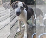Small #1 Catahoula Leopard Dog-Pointer Mix