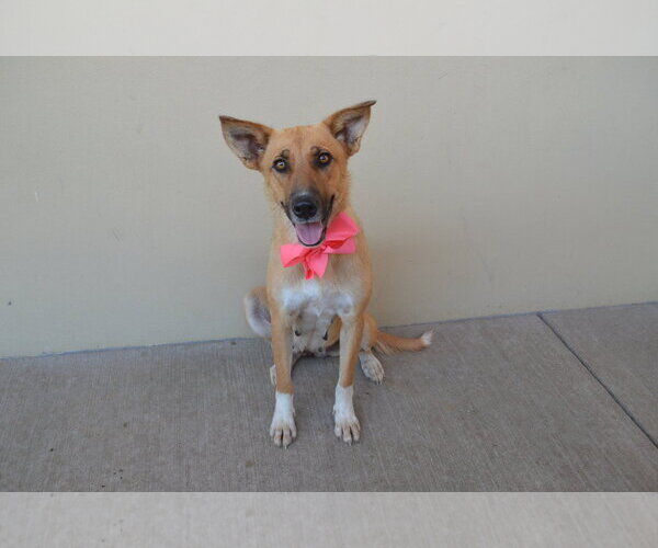 Medium Photo #2 Mutt Puppy For Sale in McKinney, TX, USA