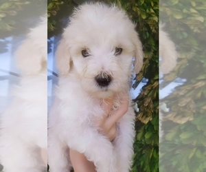 Poodle (Standard) Puppy for sale in SPICEWOOD, TX, USA