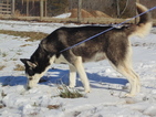 Small Photo #1 Siberian Husky Puppy For Sale in NATHALIE, VA, USA