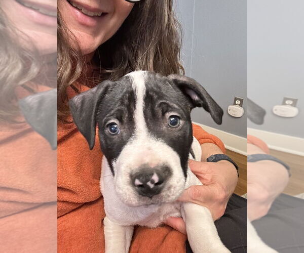 Medium Photo #3 Mutt Puppy For Sale in Springdale, PA, USA