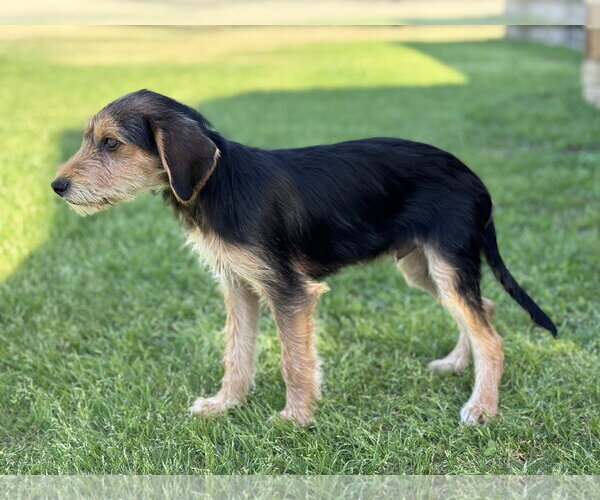 Medium Photo #14 Beagle-Unknown Mix Puppy For Sale in PIPE CREEK, TX, USA