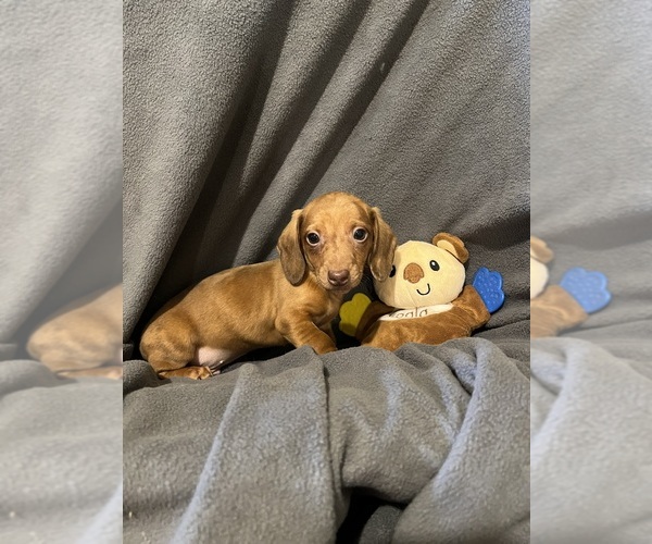 Medium Photo #1 Dachshund Puppy For Sale in CONVOY, OH, USA