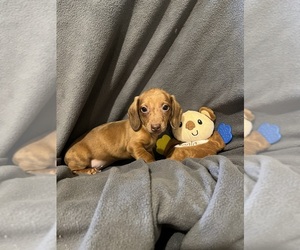 Dachshund Puppy for Sale in CONVOY, Ohio USA