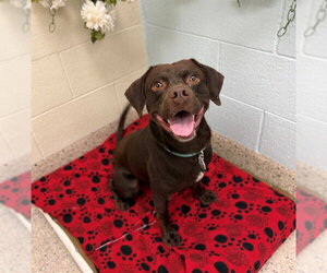 Labrador Retriever-Unknown Mix Dogs for adoption in Brighton, CO, USA