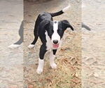 Small #7 Beagle-Border Collie Mix