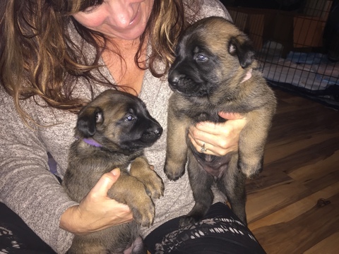 Medium Photo #9 Malinois Puppy For Sale in EAGLE POINT, OR, USA