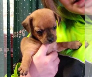 Chiweenie Puppy for sale in ROME, GA, USA