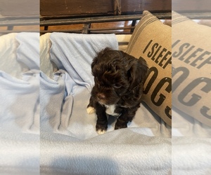 Cavapoo Puppy for sale in CARTHAGE, TN, USA