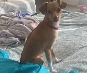Chihuahua Dogs for adoption in VERO BEACH, FL, USA