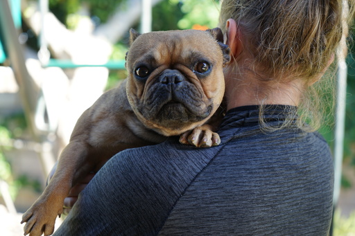 Medium Photo #4 Bulldog Puppy For Sale in LA QUINTA, CA, USA