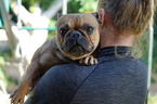 Small Photo #4 Bulldog Puppy For Sale in LA QUINTA, CA, USA