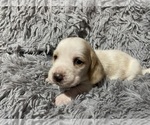 Small Photo #2 Basset Hound Puppy For Sale in ROLFE, IA, USA