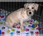 Small #5 Schnoodle (Miniature)