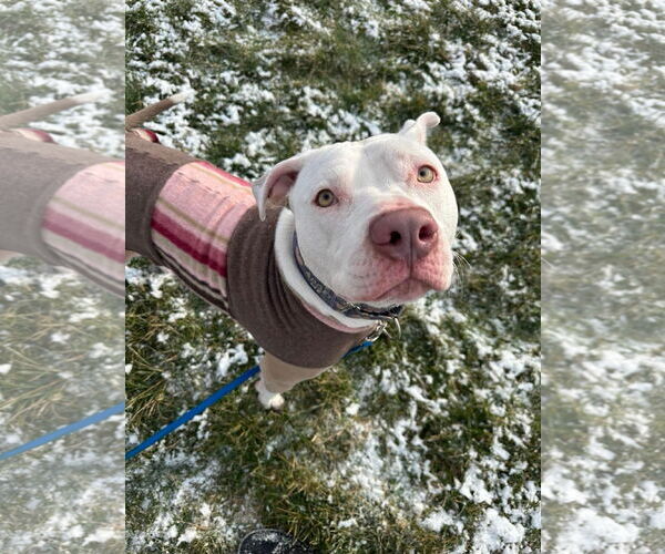 Medium Photo #9 American Pit Bull Terrier-Unknown Mix Puppy For Sale in Germantown, OH, USA