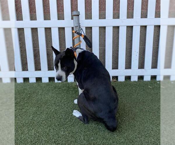 Medium Photo #1 Border Collie-Unknown Mix Puppy For Sale in Modesto, CA, USA