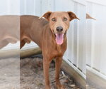 Small #2 Doberman Pinscher Mix