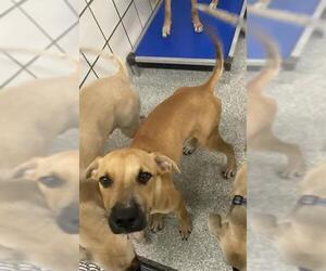 Black Mouth Cur Mix Dog for Adoption in Pasadena, Texas USA