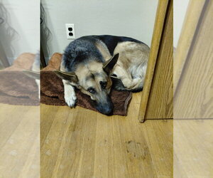 Josie C. - Female German Shepherd Dog Dog for Adoption - Photo #6