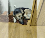 Small #5 German Shepherd Dog