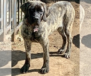 Mastiff Puppy for sale in SPRING BRANCH, TX, USA